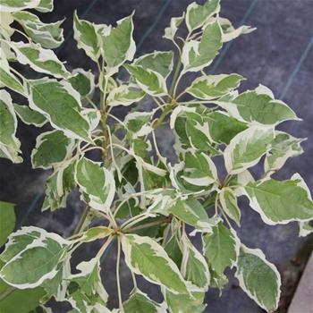 Svída sporná Variegata výška 200/250cm, květináč 180 litrů