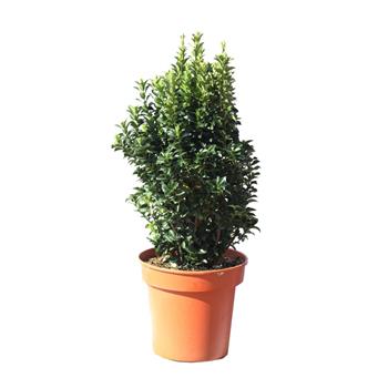 Brslen japonský  Green Spire květináč 10 litrů