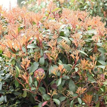 Blýskalka Fraserova 'Red Robin' kmínek 1/2, květináč 30 litrů