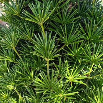 Pajehličník přeslenitý Beauty Green výška 60/80cm, květináč 10 litrů