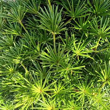 Pajehličník přeslenitý Beauty Green výška 100/125cm, květináč 50 litrů