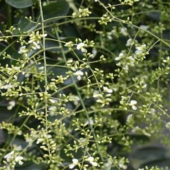 Jerlín japonský Pendula výška 200/250cm, květináč 130 litrů, pompon