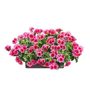 Nestárnoucí klasika Rose