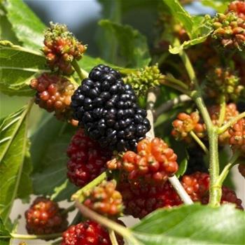 Moruše Mojo Berry výška 20/30cm, květináč 2 litry