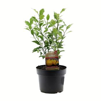 Citrus Yuzu výška 40/60cm, květináč 4 litry
