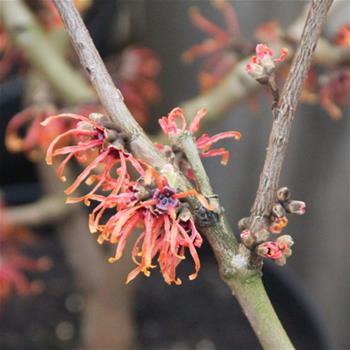 Hamamelis intermedia Jelena
