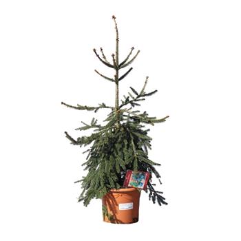 Smrk ztepilý 'Frohburg' výška 60/80cm, květináč 10 litrů