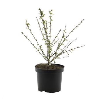 Slivoň vyříznutá Yamadei výška 20/30cm, květináč 2,5 litru