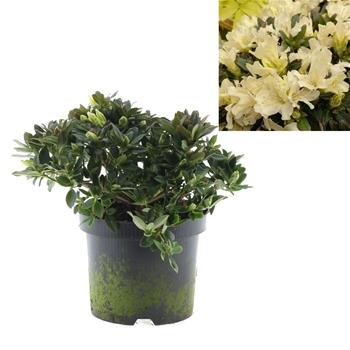 Pěnišník Golden Wonder výška 20/30cm, květináč 2,5 litru