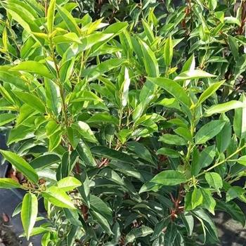 Bobkovišeň portugalská Angustifolia květináč 40 litrů, vícekmen
