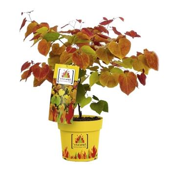 Zmarlika kanadská Eternal Flame  výška 125/150cm, květináč 10 litrů