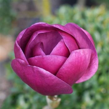 Šácholan Black Tulip výška 100/125cm, květináč 16,5 litru