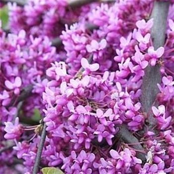 Zmarlika kanadská Lavender Twist Covey výška 150/175cm, květináč 16,5cm