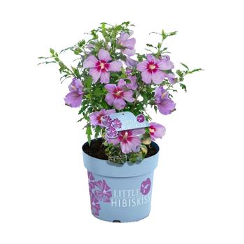 Ibišek syrský Little Hibiskiss květináč 6 litrů