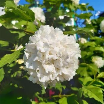 Kalina obecná 'Roseum' výška 100/125cm, květináč 12 litrů