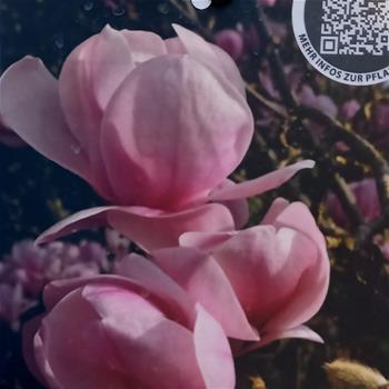 Šácholan obnažený Festirose výška 100/125cm, květináč 9 litrů