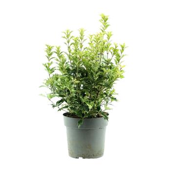 Vonokvětka různolistá, osmantus Goshiki výška 30/40cm, květináč 6 litrů