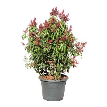 Pieris japonský Valley Valentine výška 40/50cm, květináč 10 litrů