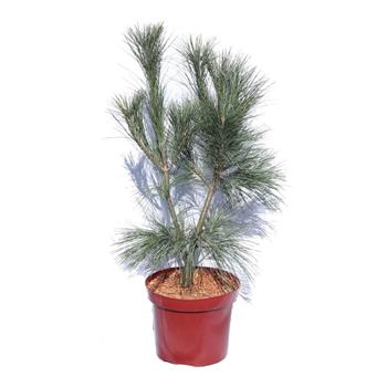 Borovice himalájská Densa Hill výška 60/080cm, květináč 7,5 litru