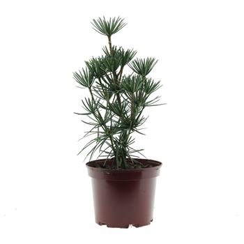 Pajehličník přeslenitý 'Beauty Green' výška 25/30cm, květináč 4 litry