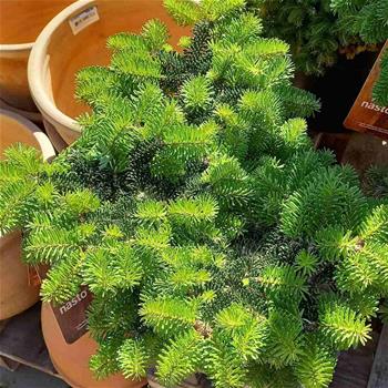 Jedle kavkazká Astrid výška 25/30cm, květináč 5 litrů