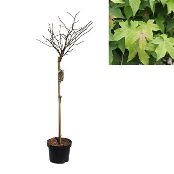Ambroň západní 'Gum Ball' kmínek 80cm, květináč 5 litrů