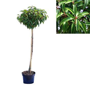 Bobkovišeň portugalská Angustifolia kmínek 80cm, květináč 5 litrů