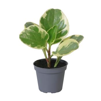 Pepřinec květináč 6cm