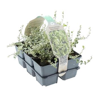 Brslen Fortuneův Silver Carpet 6pack