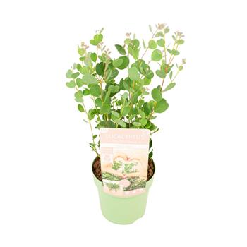 Blahovičník Botanic Hearts květináč 3 litry