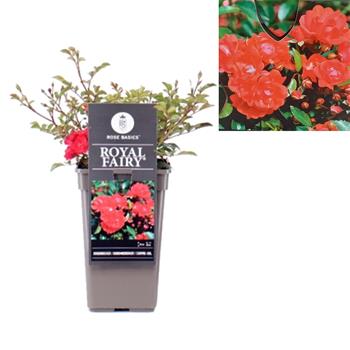 Růže Royal Fairy květináč 3 litry