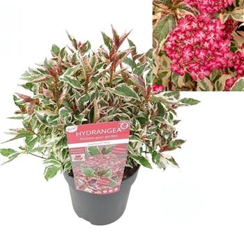 Hortenzie pilovitá Euphoria Pink květináč 3 litry
