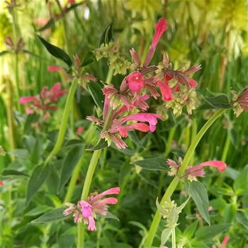 Agastache mexická Red Fortune květináč 2 litry