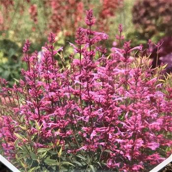 Agastache Rosie Posie květináč 3 litry