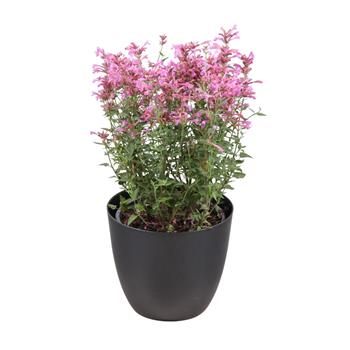 Agastache Rosie Posie květináč 3 litry