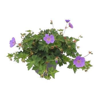 Kakost Azure Rush květináč 13cm
