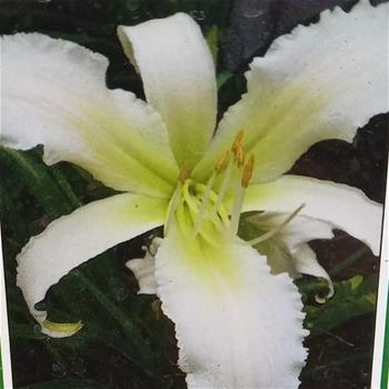 Denivka Heavenly Angel Ice květináč 11cm