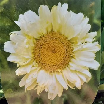 Kopretina největší Sweet Daisy Izabel