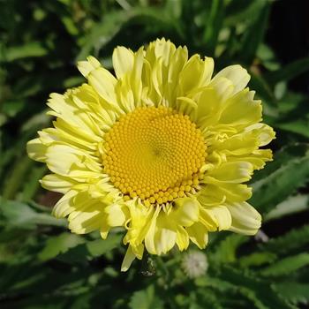 Kopretina největší Sweet Daisy Izabel květináč 13cm
