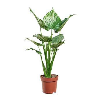 Alokázie květináč 24cm
