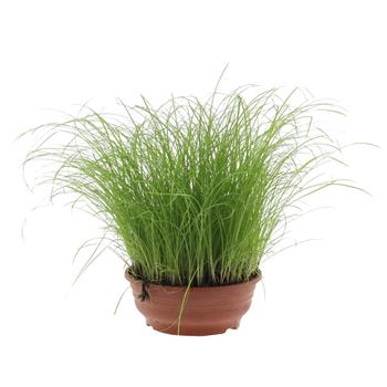 Šáchor střídavolistý Zumula PRO ZVÍŘATA miska 16cm