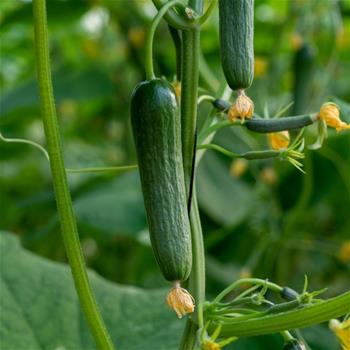 Okurka Cucko nakládačka neroubovaná 10,5cm