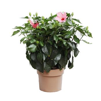 Ibišek pokojový mix květináč 24cm