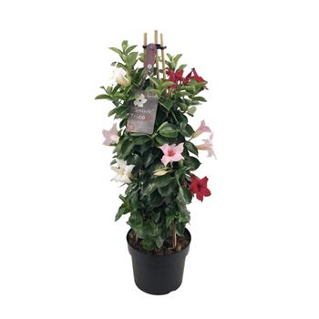 Mandevila pyramida mix květináč 20cm