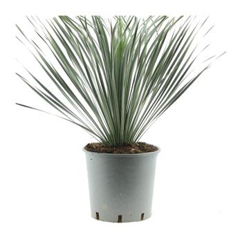 Juka zobanitá výška 50cm, květináč 10 litrů