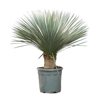 Juka zobanitá kmínek 30/40cm, květináč 45 litrů