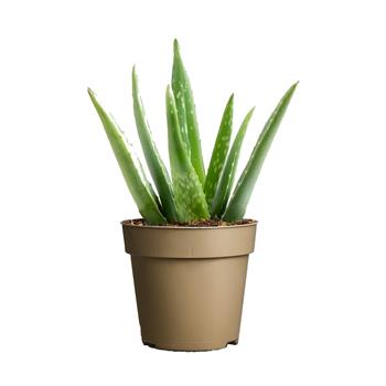 Aloe pravá květináč 9cm