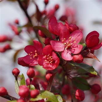 Okrasná jabloň Royal Raindrops® obvod kmene 8/10cm