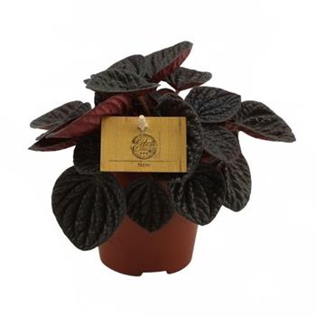 Pepřinec Chocolat květináč 12cm