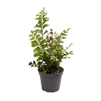 Plášťovka (mahagonová kapradina) květináč 6cm